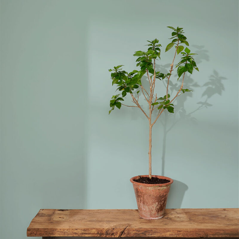 Upstate Blue 120 ml - farba do ścian Annie Sloan - obrazek 3